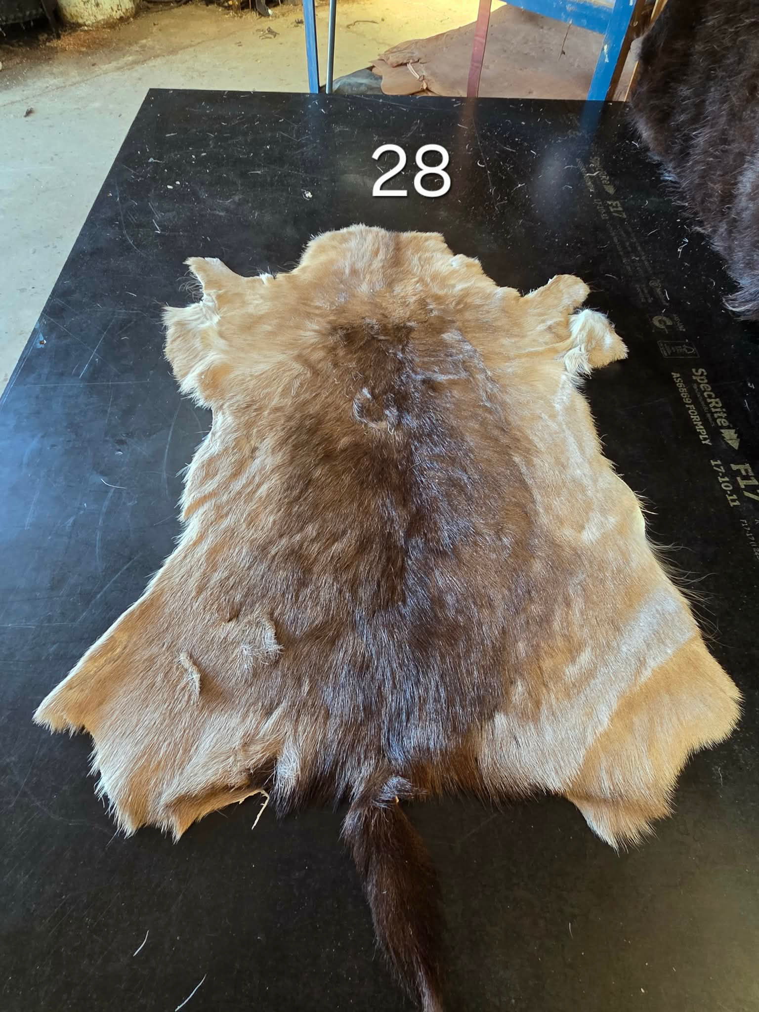 2nd Fallow Deer Skin #28 - Second Grade