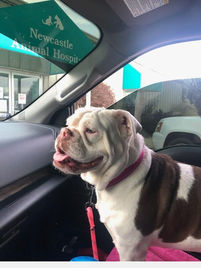 Poppie's Pup-Date