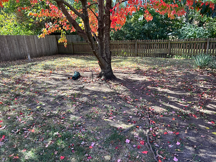 The before picture of a tree that has no grass growth over it. Zerr Management LLC is about to build a raised mulch bed with a ring of pavers in Lawrence Kansas