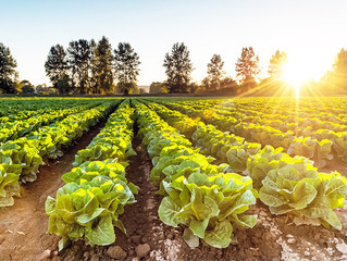 Foraging for Opportunities in the Food Production Sector
