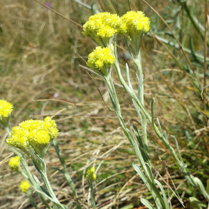 Strohblume (Helichrysum arenarium)