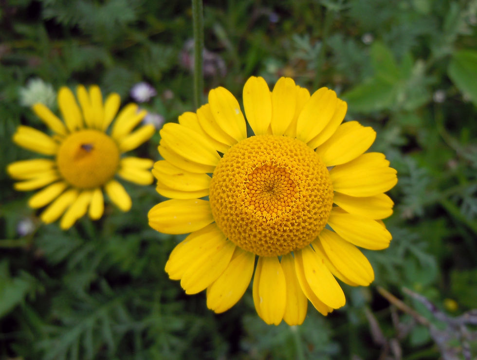 anthemis-tinctoria-01-bluete-faerber-hundskamille