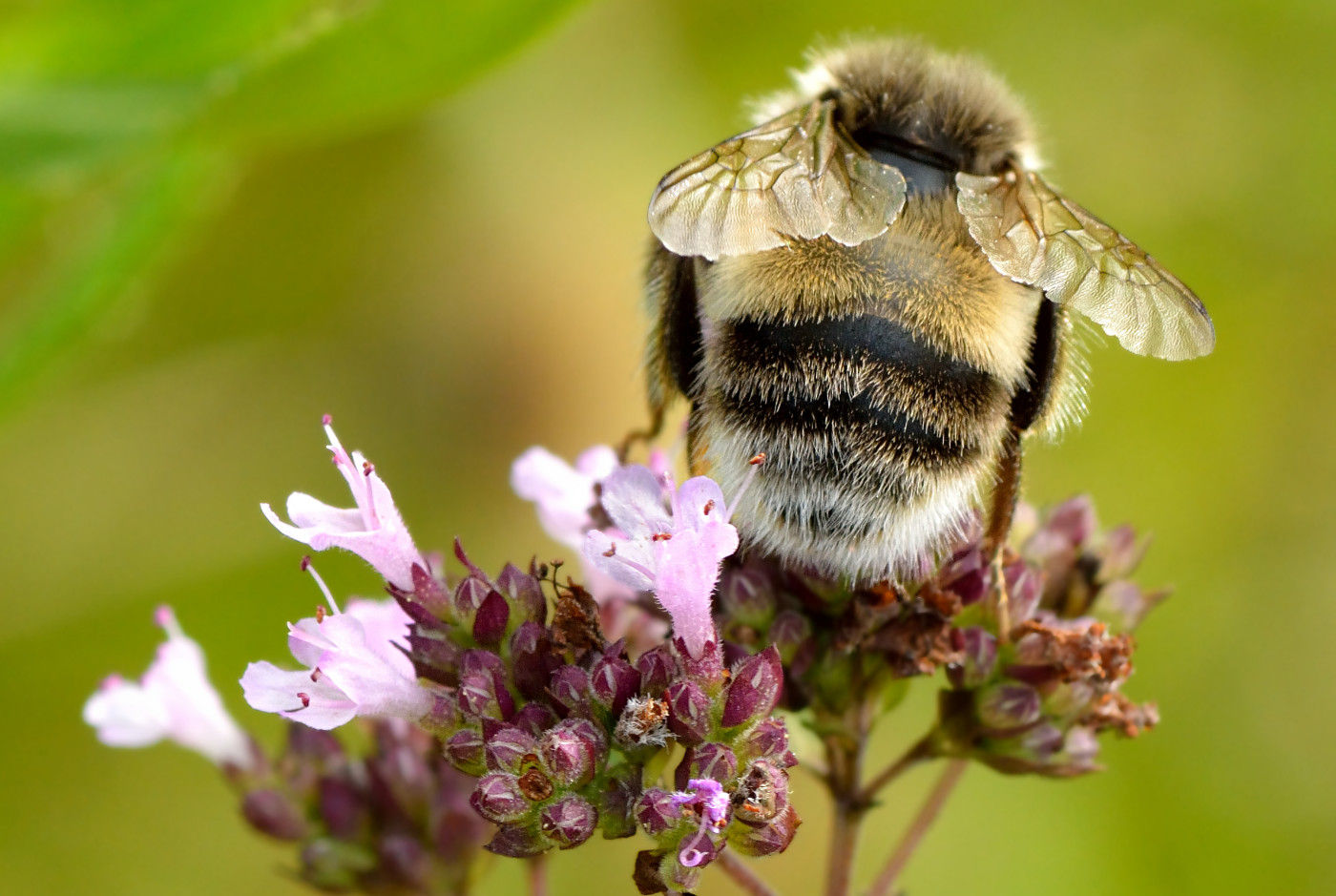Gewöhnlicher Dost (Origanum vulgare)