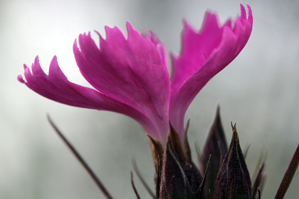 Miniaturbild: Kartäuser-Nelke (Dianthus carthusianorum)