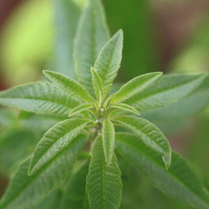 Zitronenverbene (Aloysia citrodora)