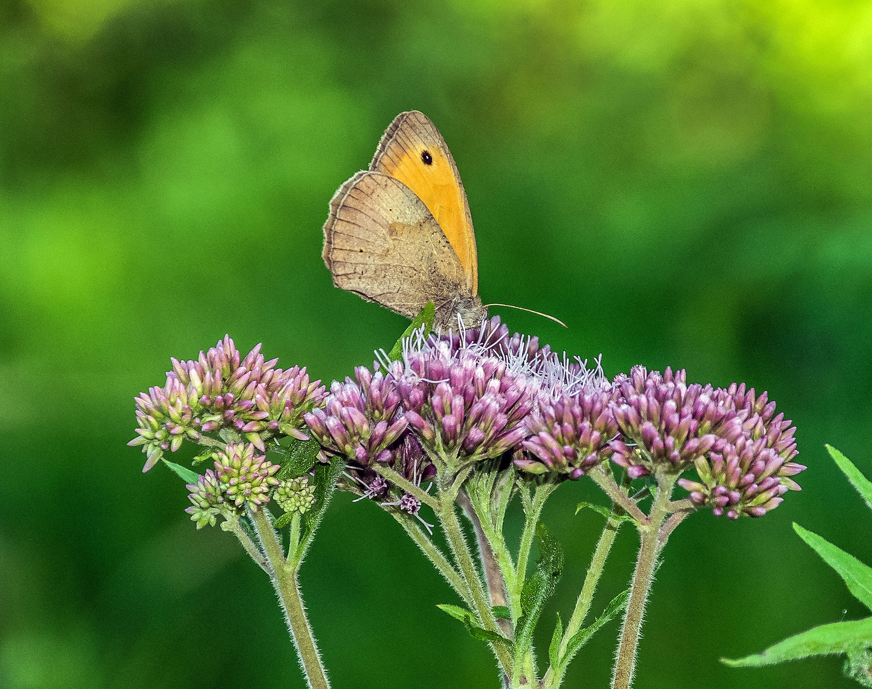 Gewöhnlicher Wasserdost (Eupatorium cannabinium - )