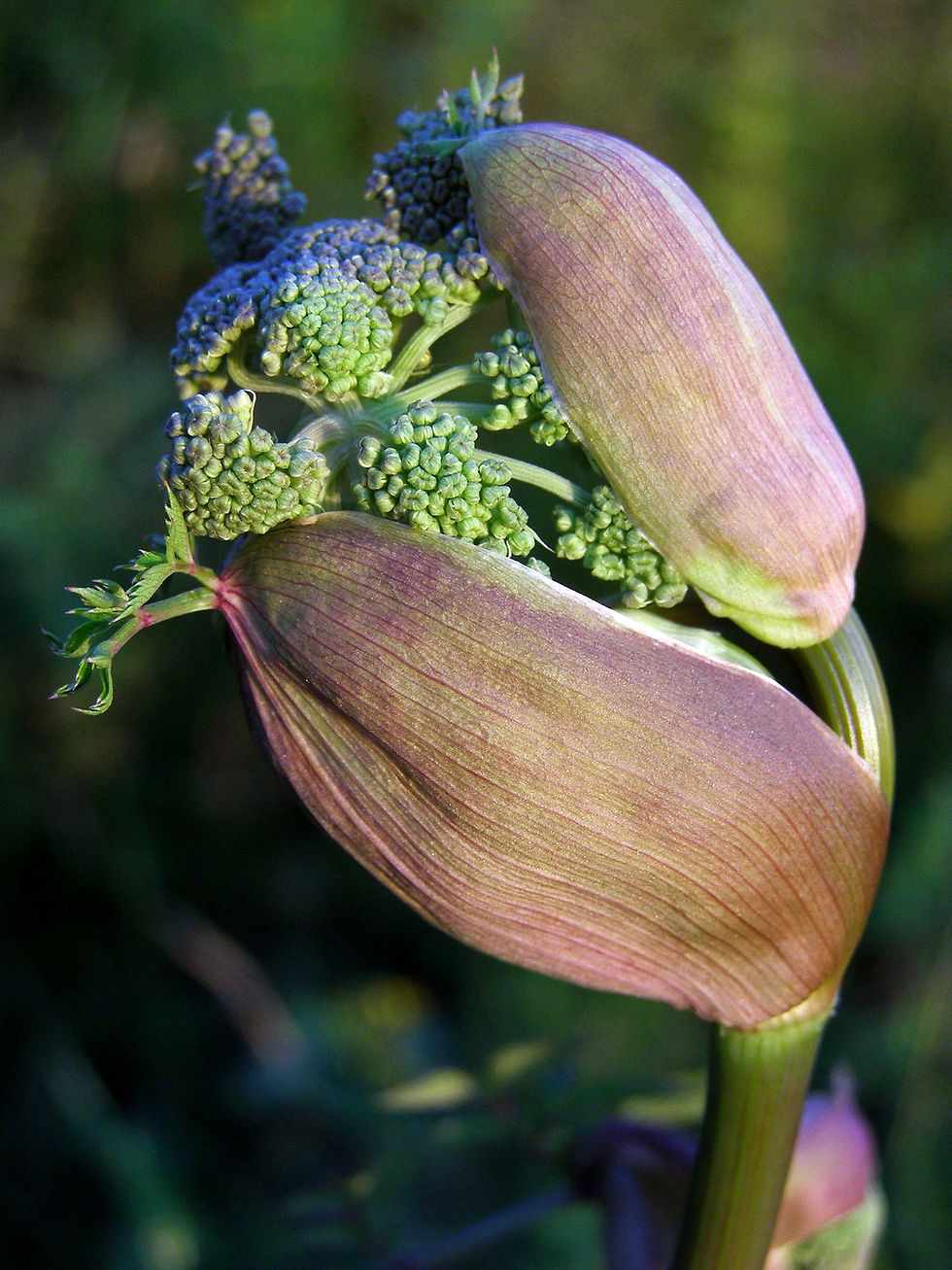 angelica-sylvestris-03a-besonderheit-austrieb-wilde-engelwurz