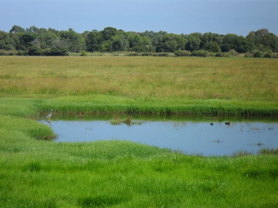 Downs Estate Land.webp