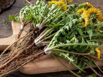 Dandelion Root Benefits: Can It Help Fight Colon Cancer?