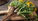 Dandelion Root Benefits: Can It Help Fight Colon Cancer?