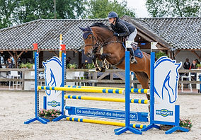 Odifee 6 years old mare