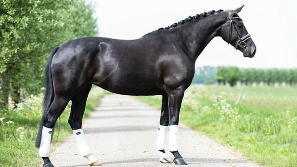 Selling horses