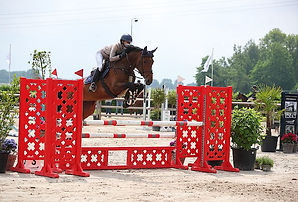 Odifee 6 years old mare