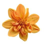 IMG_1987.PNG