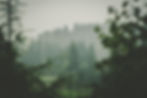 forest-2677257_1280.jpg