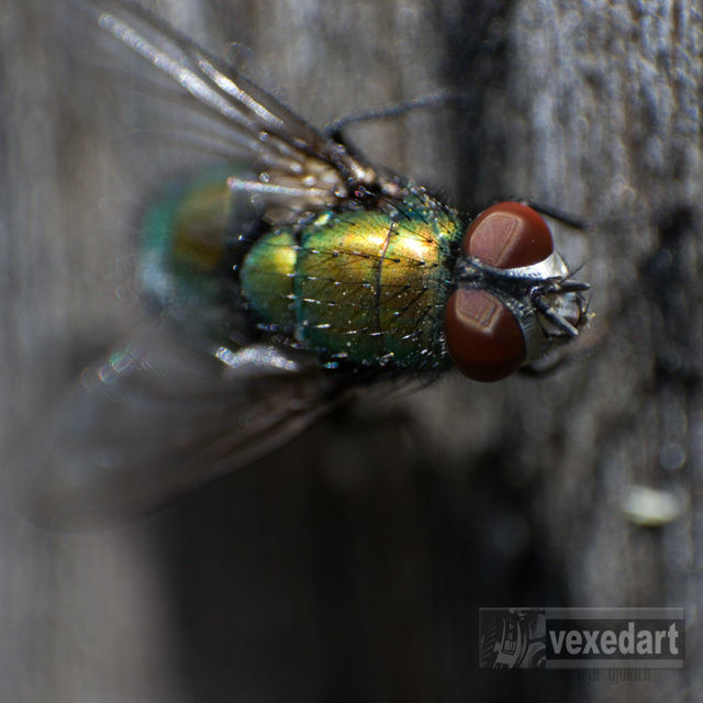 Detail picture of a house fly | red eyes of a fly