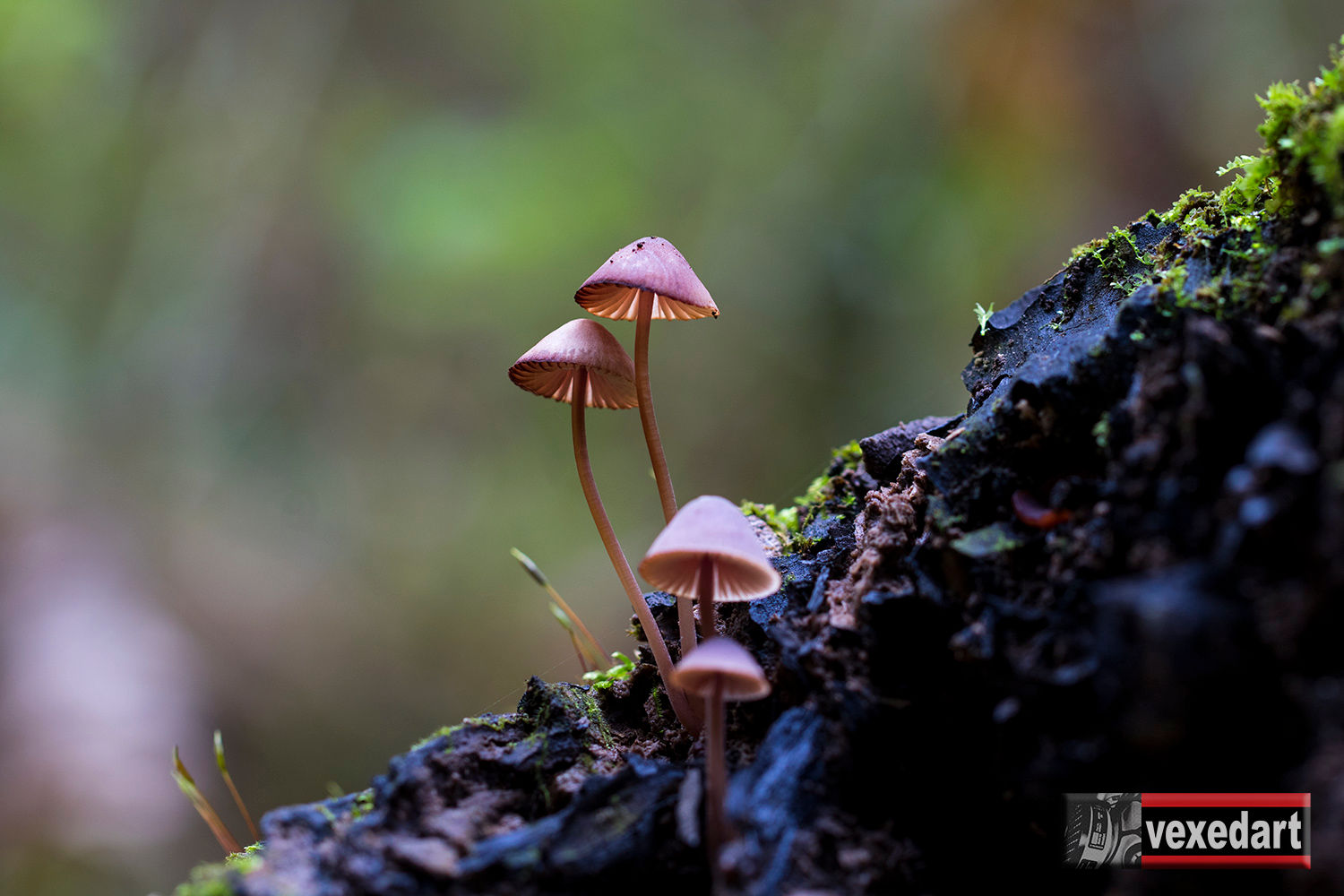 Umbrella Mushrooms Fruiting