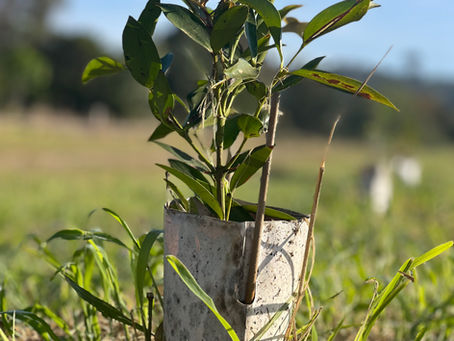 Best time to plant a tree?