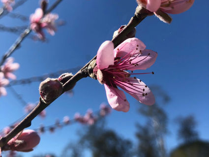 Wild peach tree blossom