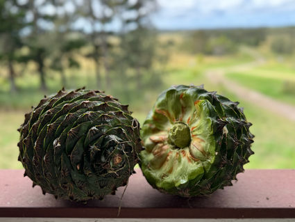 A whole and an opened Bunya Nut