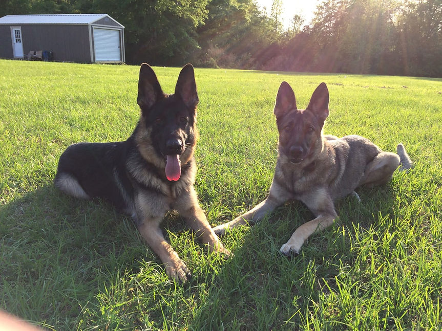 Dog Training in Andalusia, Enterprise, and Dothan Heart of Dixie Dog