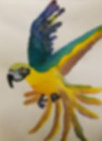 Parrot
