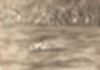 Estuarine Dog Cooktown