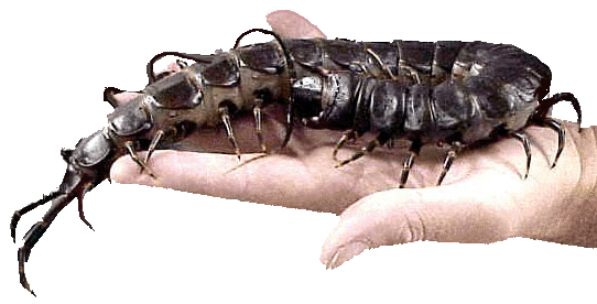 Lacraia Gigante Asiática