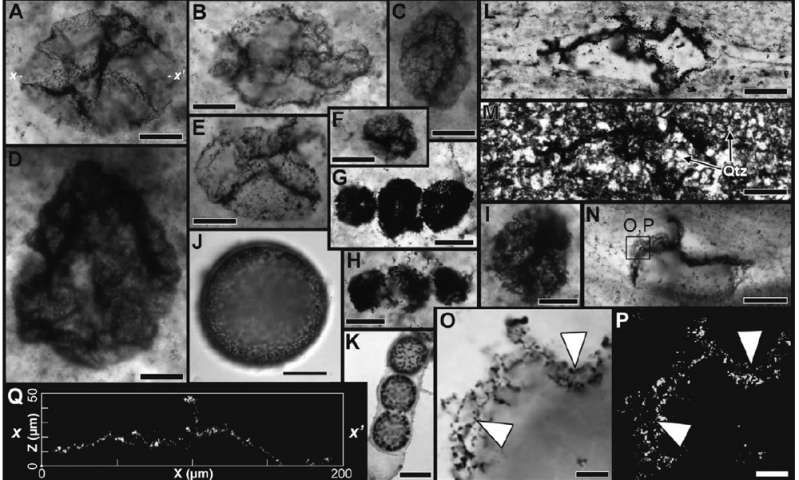 As microestruturas aqui têm características físicas consistentes com os restos microscópicos de bactérias coccodiais (redondas) comprimidos.