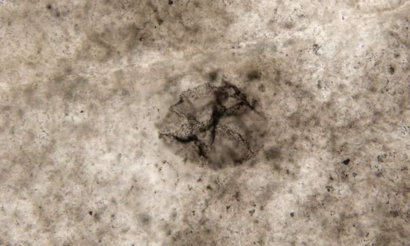 Uma imagem microscópica de bactéria oxidante de enxofre de 2,5 bilhões de anos. Crédito: Andrew Czaja, professor assistente de geologia da UC