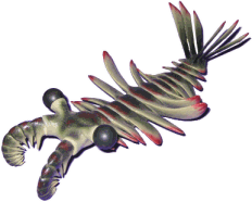 Anomalocaris