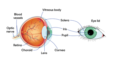 Eye Diagram