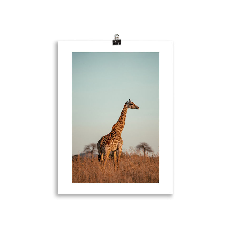 Thumbnail: Giraffe at Sunrise, Tanzania - Photography Poster Print