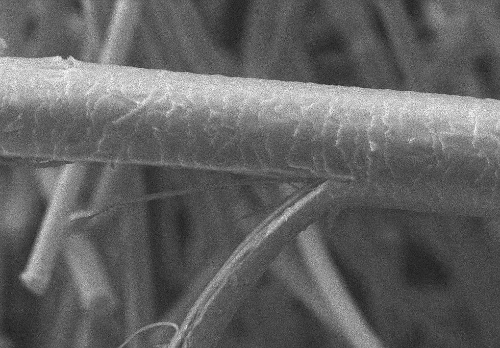 Hair strand under a microscope.