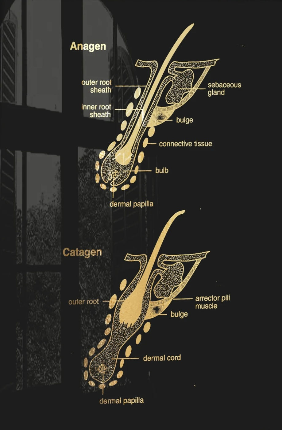 The mechanics of how hair is grown.