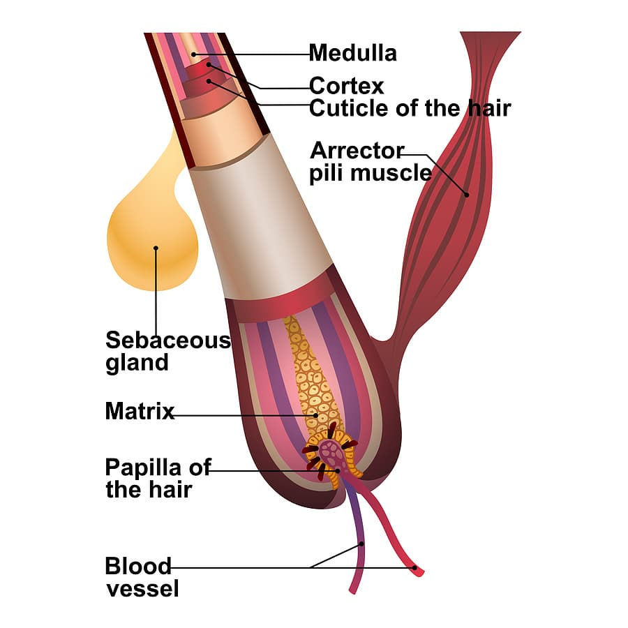 A diagram of the hair follicle.