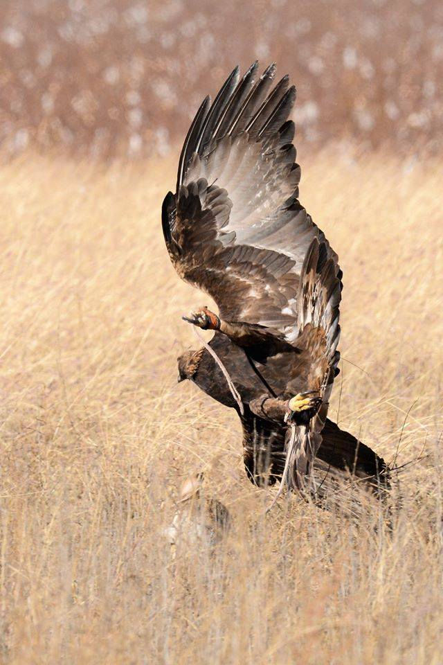 Female Golden eagle