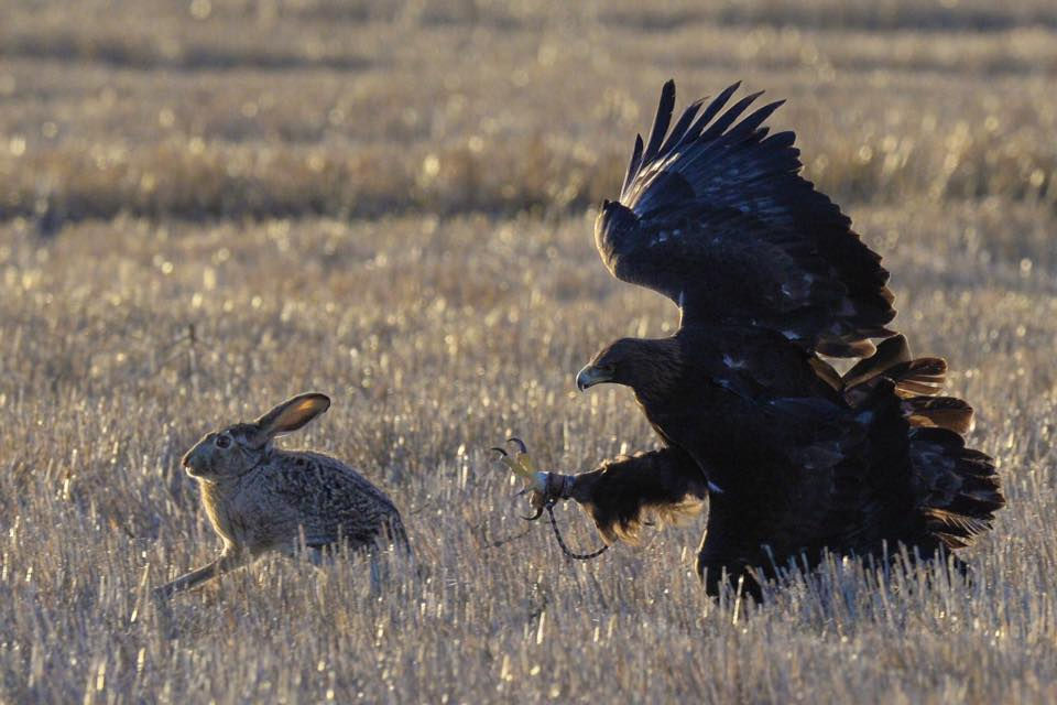 Jackrabbit and eagle