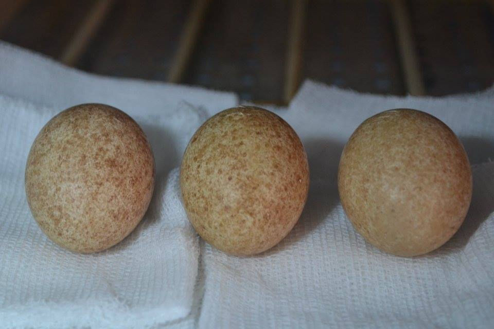 Ovos de Aplomado