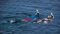 Children Snorkeling