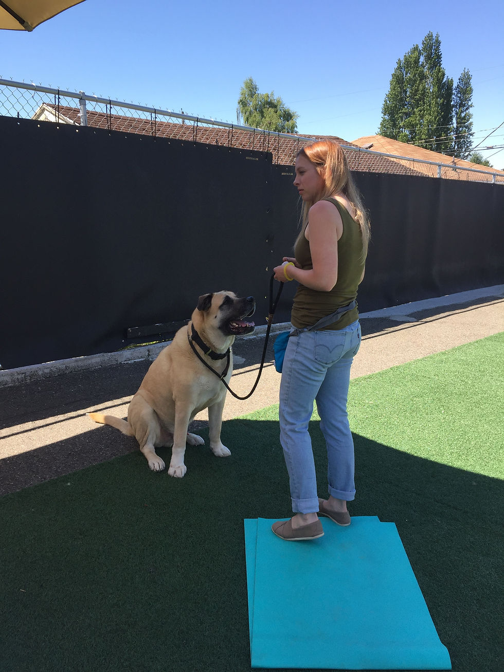 Northwest Canine Dog Training & Behavior, Play Field