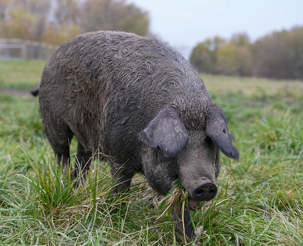 HOWEFARMSPHOTOS_USE-3.jpg