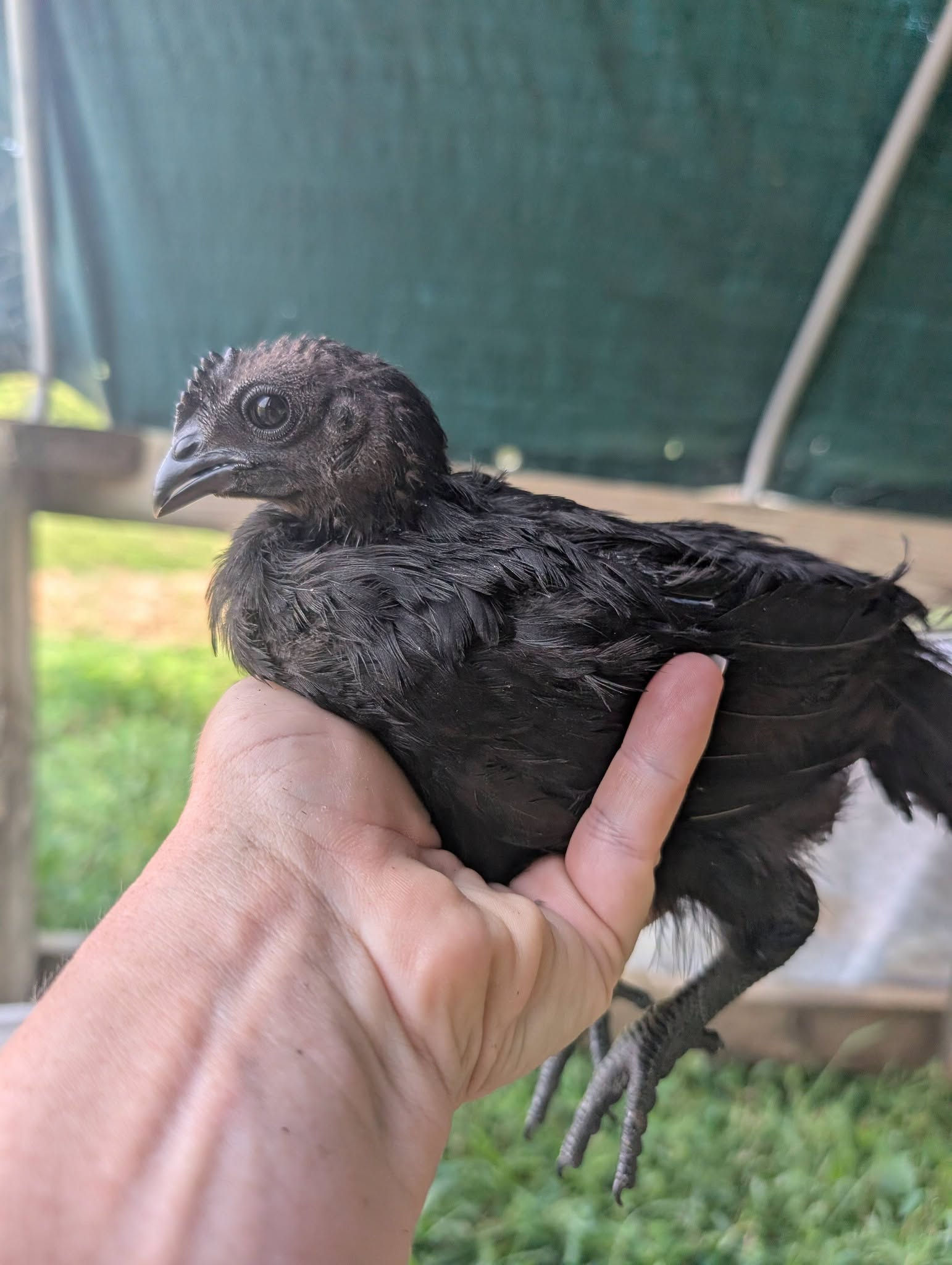 Cemani