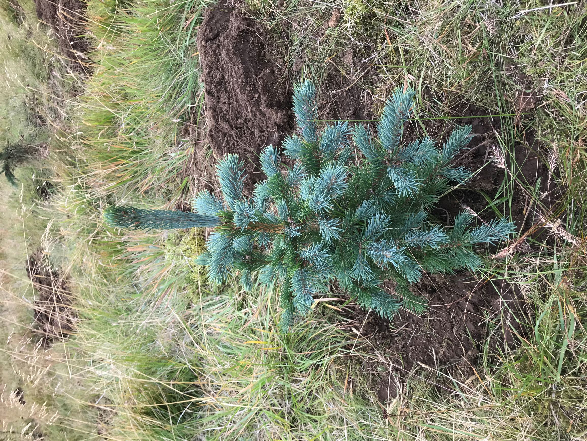 Tilflutt ungplanta á Eskifirði
