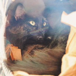 Kibble Cat To Carnivore