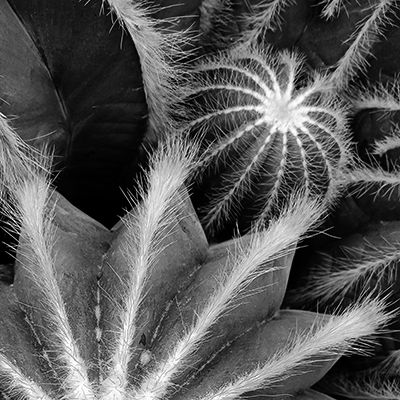 Various cactuses photo