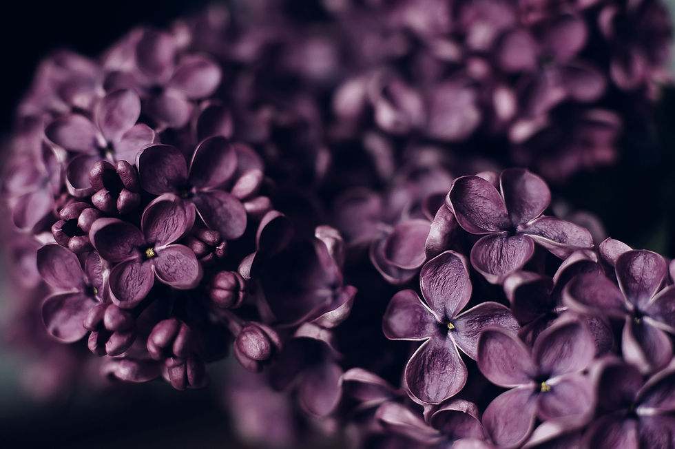 pink-petaled flower_edited.jpg