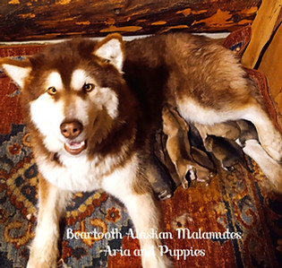 Aria and Puppies_20220218_215321822.jpg