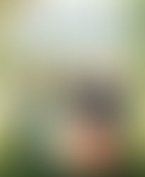 LITTLE WOMEN by: Louisa May Alcott