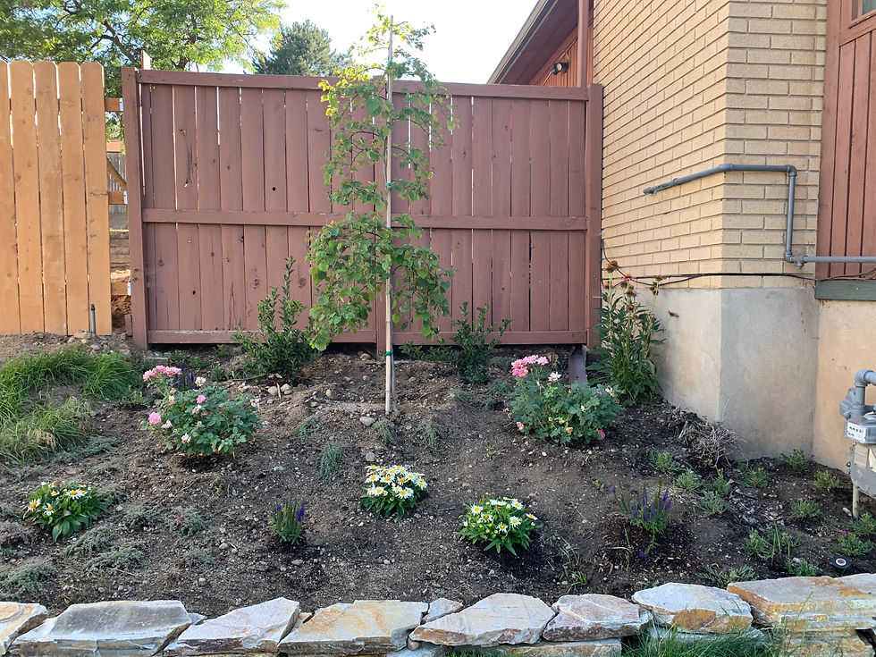 Side Yard